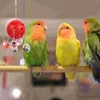 Autres fournitures d'oiseau Toys Perrot Bell Ball Cage suspendue jouer aux oiseaux interactifs Colorful