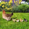 Decoraciones de jardín Agradecimientos de pollo acrílico adornos Realistic Hen Chick Stake Artitud de arte de impresión de doble cara para patio trasero