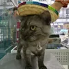 Transporteurs de chats mignons mini chiot chien paille du chapeau de soleil tissé capuchon mexicain sombrero pour animaux de compagnie costume pour chiens réglables