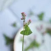 Dekorative Blumen 60 Prozent gepresst getrocknete Buchweizenblume Blüte im Herbst Pflanzen Herbarium für Schmuck Postkarten -Telefongehäuse Herstellen von Handwerk