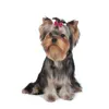 Dog Apparel 100pcs/lot Cut Pet Supplies Hair Bows Rubber Bands Accessories Grooming Products For Small Dogs