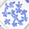 Fiori decorativi 2,5-3,5 cm/12 pezzi Nature Pressati blu piccoli petali di fiore di rondine votali reali per il trucco del viso