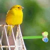 Diğer Kuş Malzemeleri Papaz Kutbu Oyuncak Poşeet Kafes Aksesuarları İçin Tünemiş Molar Oyuncaklar Papağanlar Ahşap
