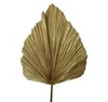 Fleurs décoratives feuilles de palmier séchées 3pcs feuilles de fleurs naturelles dans différentes formes Pampas Grass pour décorations de mariage à la maison décor