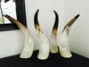 11 Naturliga äkta hornprydnader Enkelt gult singel Horn Horn of Africa mer än 40cm60cm6238695