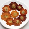 Decorative Flowers 3-5CM/Real Natural Dried Pressed Dry Press Cosmos Sulphureus Flower Head DIY For Epoxy Resin Jewellery Candle Making