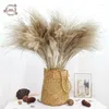 Dekorative Blumen getrocknete Pampas Gras Natürliche Pflanzen Bouquet Hochzeitsprografie Requisiten Boho Wohnkultur El Wohnzimmertisch Dekoration