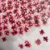Fleurs décoratives 0,5 à 1,8 cm / 24pcs réelles Verbène séchée naturelle réelle Tiny Press Press Flower Head for Diy Resin Bijoux Téléphone Boîtier