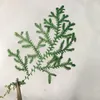 Dekoratif Çiçekler 60 PCS Preslenmiş Kurutulmuş Selaginella Uncinata Çiçeği Epoksi Reçine Mücevher Yapımı Makyaj Yüzü Bookmark Nail Art Craft DIY