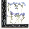 Decorative Flowers 60pcs Pressed Dried Phlox Drummondii Hook Leaf Flower Herbarium Resin Epoxy Jewelry Card Bookmark Frame Phone Case Makeup