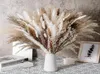 80st Natural Torked Flowers Pampa GRASS BOUQUET BOHO HEM DECED PHRAGMITESWEDDING RAMADAN DECORATION DEMIAGE FLORES SECAS8719626