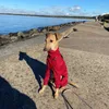 Ubrania dla psów rozciągnij czteronożne kombinezony dla dużych psów Turtleeck Pet Swater Whippet Włoch Greyhound Winter Pullover Scossuit S-5xl