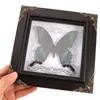 Frames Butterfly Specimen Po Frame Decor For Bedroom Wall Hanging Real Cutainsforbedroom Acrylic Living