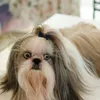 Appareils pour chiens Couptes de cheveux mignons accessoires de toilettage à nœuds top-not