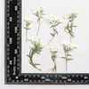 Decorative Flowers 60pcs Pressed Dried Phlox Drummondii Hook Leaf Flower Herbarium Resin Epoxy Jewelry Card Bookmark Frame Phone Case Makeup