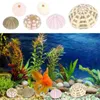 Vases Mediterranean Ornament Shell Conch Small Succulent Plants Live Sea Urchin Decors