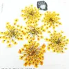 Fiori decorativi 120pcs pressati asciugati assorbiti tinti di pinze di fiori di byed erbarium per la custodia del telefono cartolina di gioielli PO FORNAZIONE