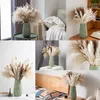 Decorative Flowers Real Natural Pampas Tail Grass Phragmites Dried For Wedding Party DIY Craft Typha Lagurus Ovatus Decoration