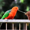 Diğer Kuş Malzemeleri 9 adet besleme Hortum Kuşları Su Besleyici Aracı Parrot Süt Dağıtıcı Kreş İçin