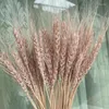 Kwiaty dekoracyjne 50pcs grunga pszenicy jęczmień suszony kwiat bukietu dekoracja imprezowa wielkanocna 2024 PAMPS Ślubny ślubny