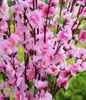 selling Garden Party Decoration wedding decorations Natural Large Artificial Fabric Cherry Blossom Silk Flowers Party 5 Color6007230