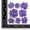 Dekoratif Çiçekler 60 PCS Preslenmiş kurutulmuş 4-6cm Consolida Ajacis Çiçek Herbaryum Reçine Epoksi Takı Kartını Yer İşareti Çerçevesi Telefon Kılıfı Makyajı