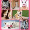 Hundkläder Pet Nail Design Pen Polish Brush Art Set 12 Färger Snabbtork för valpkatt DIY Manikyr Small