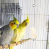 Andere vogels leveren 2 stks kooi voedselhouders papegaai fruit spiesjes foerageren speelgoed accessoires