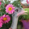 Garden Decorations 2Pcs Mini Ostriches Miniatures Statue Figurine Fairy