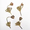 Fiori decorativi 60pcs pressati fiore secco Pulsatilla chinensis per gioielli in resina epossidica che producono faccia da segnalibri per segnalibri per segnalibri artigianato