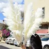 Fleurs décoratives 1-1,1 m Anche grande pampas Grass Herbe Natural Dryness Mariage Bouquet Tall Flower Flower Cérémonie MODÈNE MODE