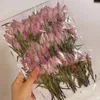 Dekoratif Çiçekler 120pcs Preslenmiş Kurutulmuş Selosia Cristata L. Takı Kartpostal Davetiyesi için Saplı Çiçek Bitki Herbaryum HERBARIUM