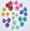 120 piezas Presionadas de plantas secas de flores de majus secas para joyería colgante de resina epoxi joyería haciendo artesanías accesorios de bricolaje9464431