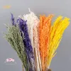 Fiori decorativi 30pcs bouquet secco naturale secco vera vera avena boho per la casa decorazione da tavolo da matrimoni giardino cerotto decorazione