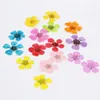 Flores decorativas 100pcs prensado Sorbaria Sorbifolia Flor para jóias de resina epóxi Fazendo maquiagem Face Nail Art Craft Acessórios Diy