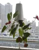 Ootdty Inversed Sky Garden Pot suspendu Panteur de rangement de pot de fleur du planteur 360 degrés rotation 13x95x95cm Nouveau T2001043983854