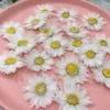 Fleurs décoratives 60pcs pressés blanc séché / violet rhodanthe manglesii plante de fleur herbarium pour bijoux de carte postale du téléphone à carte