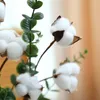 Dekoratif Çiçekler Simüle Doğal Pamuk Dalları Bahçe Tarzı Dekorasyon Kapalı Oturma Odası El Süslemeleri