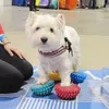 Hondenkleding Pet