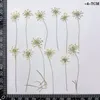 Decoratieve bloemen 60 -sten gedrukt gedroogde witte ampi majus bloem stalkplanten herbarium voor tijden edelstenen sieraden bladwijzer -ansichtkaart uitnodiging