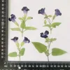 Fleurs décoratives 120pcs côté pressé tarit torenia Fourrieri fleur avec plantes de tige de bijoux d'herbarium signet po