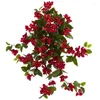 装飾的な花bougainvilleaハンギングブッシュ植物（2のセット）赤