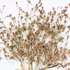 Decorative Flowers 60pcs Pressed Dried Fimbristylis Flower Herbarium For Resin Epoxy Jewelry Card Bookmark Frame Phone Case Makeup Lamp