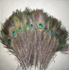 200 pcslot lengte2530 cmbeautiful Natural Peacock Feather016481657