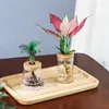 Vazen Hydroponische bloempot Mini Transparant Imitatie Glass Sailless Plant Potten Groene Vase Desktop Bonsai Home Decor