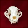 Objetos decorativos Figuras Taxidermia Real Animal Skl Bones para Decoración de Craft Home Muestibles Estudio de coleccionables Especiales Deli Dhjej