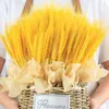 Dekorative Blumen 50pcs/Los Ohr von Weizen echt getrocknetes Golden repräsentiert ein Glücksbild für Hochzeitshäuser für Hochzeitshäuser.