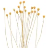 Flores decorativas 20 PCs Retalhas de vime de vime