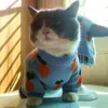 Прямая молочная кошка собака модный бренд небо голубой свитер плюшевый Bomei Fadou Осень/Зимний питомец теплый