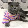 Costumi di gatto camicia con gilet sphynx a strisce colorate per piccoli gatti katten kedi cotone cucciolo di vestiti per pet vestiti per peta